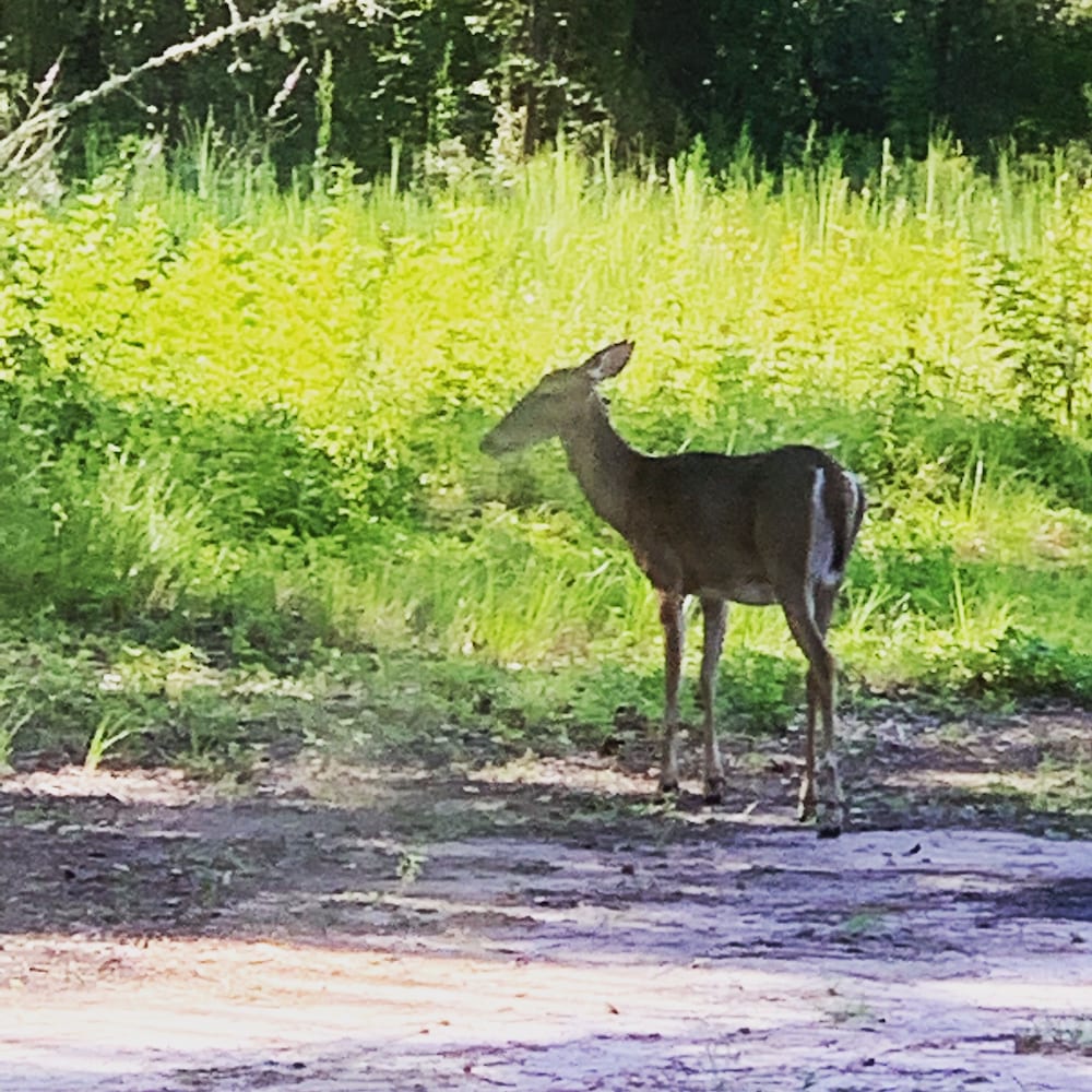 Comfy Camping At The Forge - Property Image 14