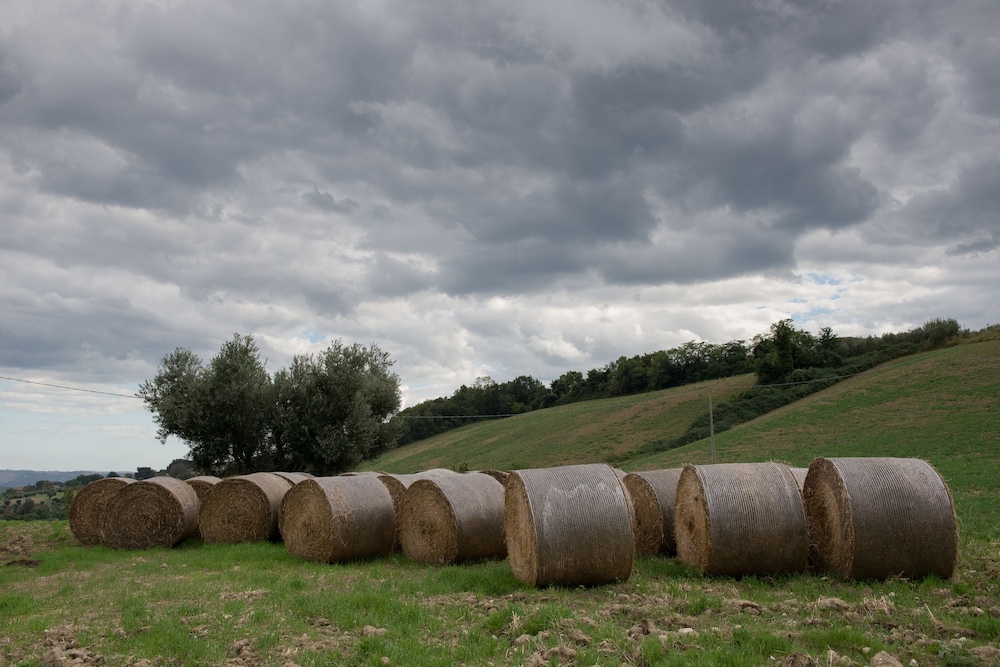 Società Agricola Zucchera S.S.