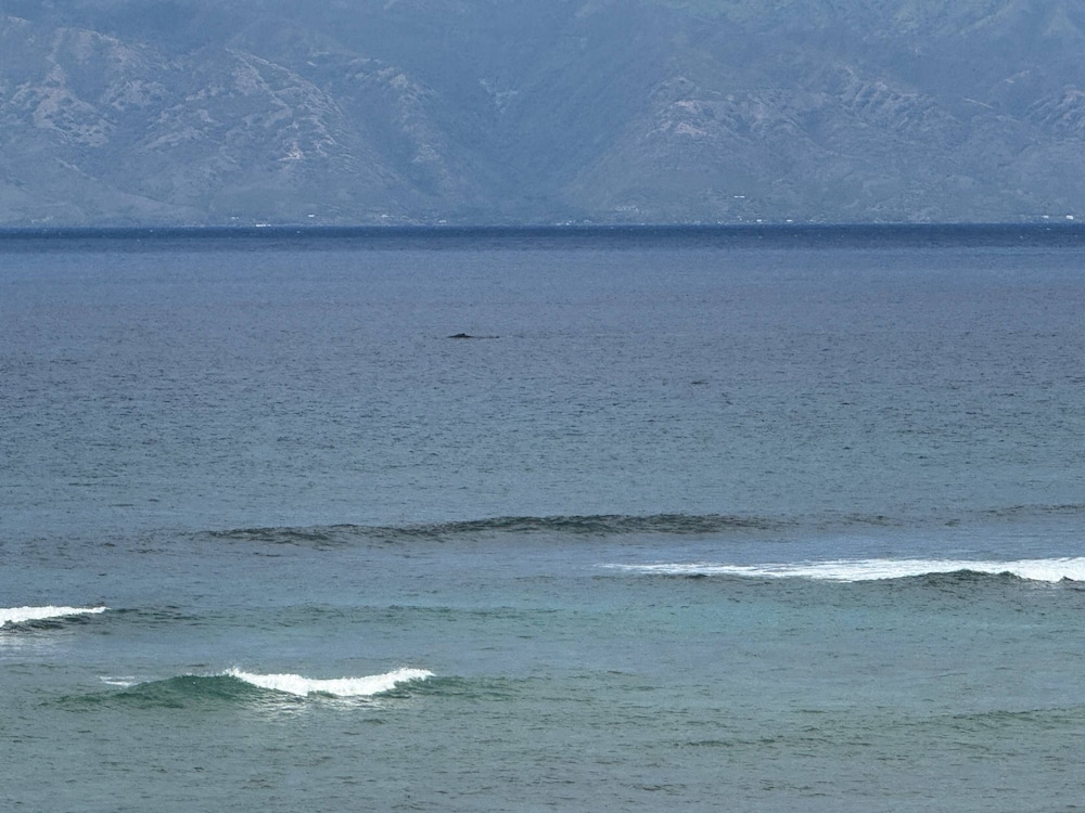 Whale Watching From Your Lanai - Tropical Oceanfront 2-2 in West Maui