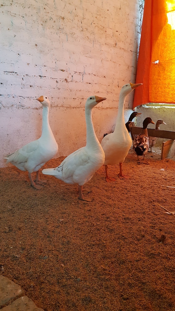 Koko's Farm