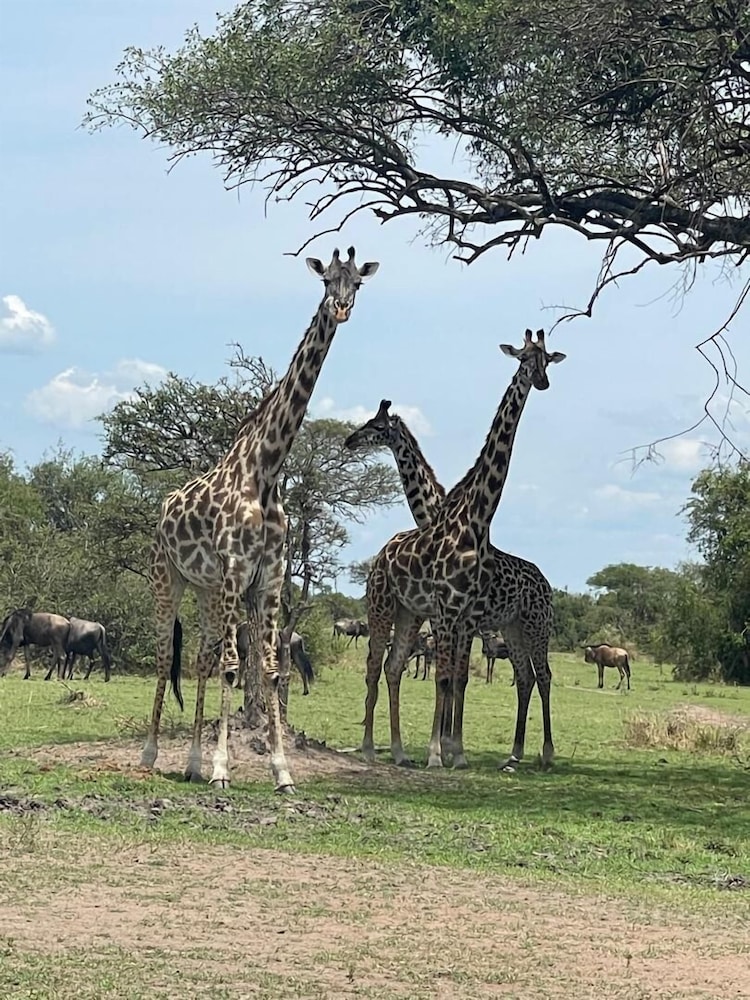 AMENITY TOURS & CAMPING - SERENGETI