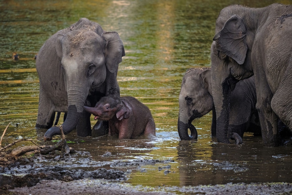 Coorg Wild Walk- CGH Earth Saha