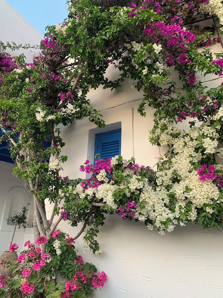 Pelagos Studios