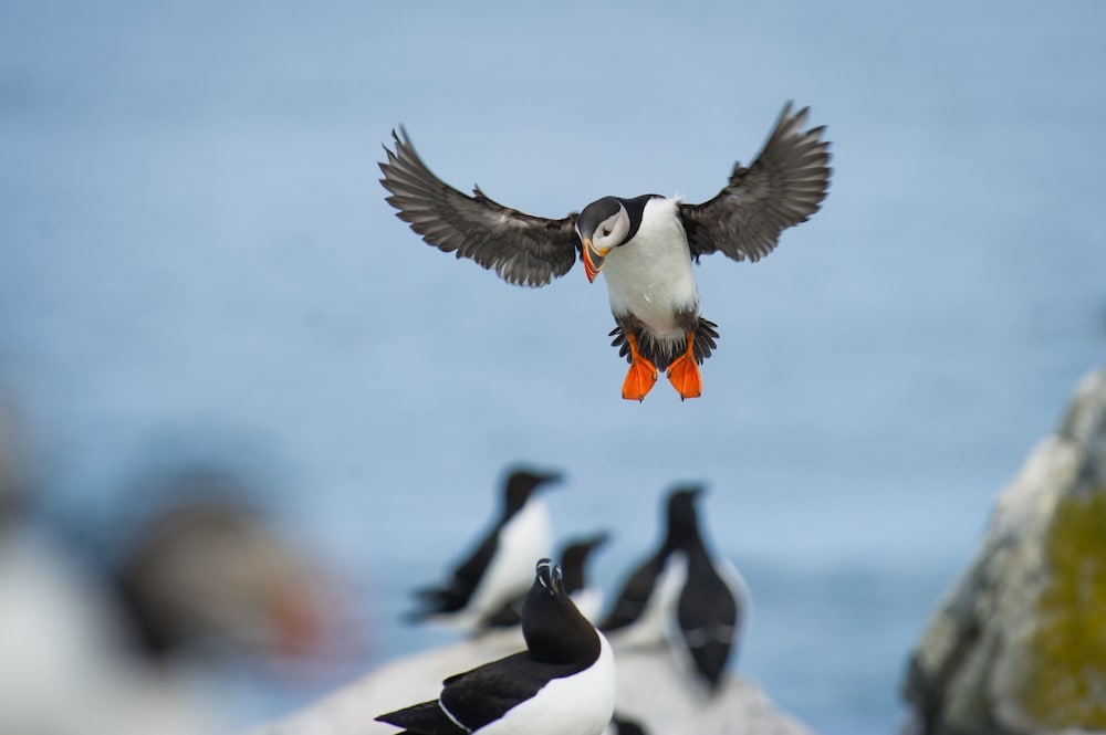 Puffin Palace Guesthouse