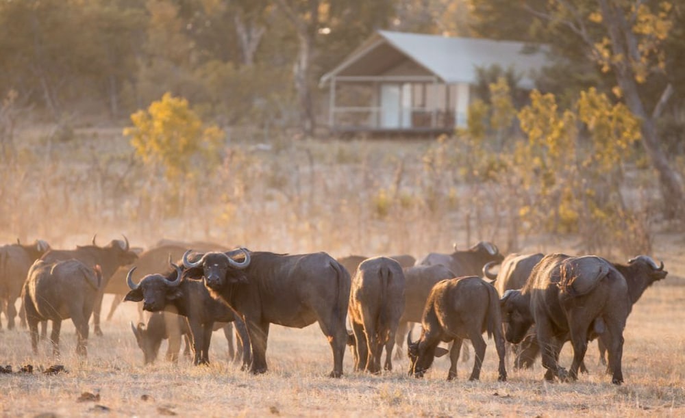 Chamabondo Tented Camp