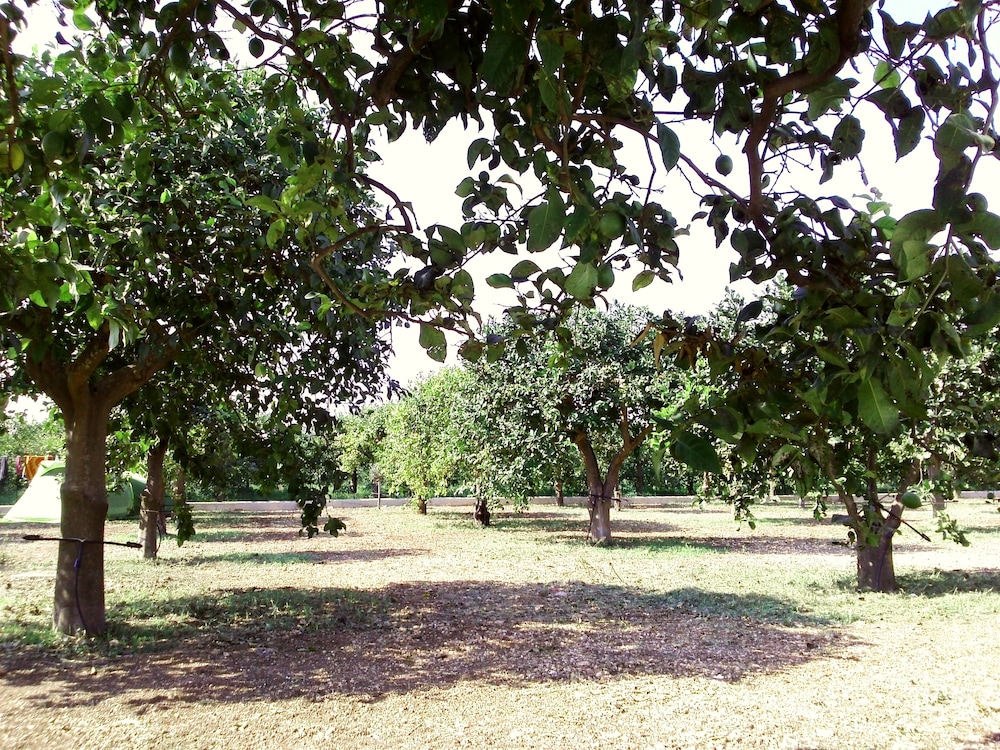 Agriturismo Terra dei Limoni