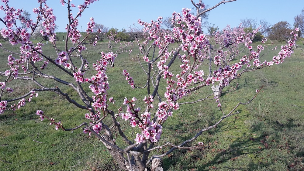 Taralee Orchards