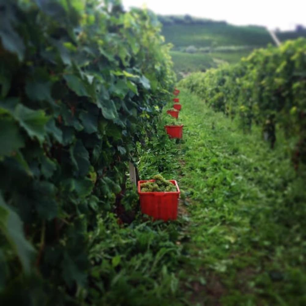 Agriturismo Cà Trinchè