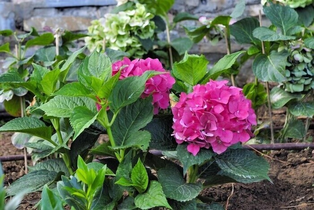 Villa Ortansia photo 3