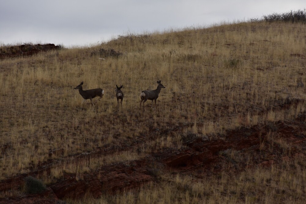 Bighorn Lodge and Angler