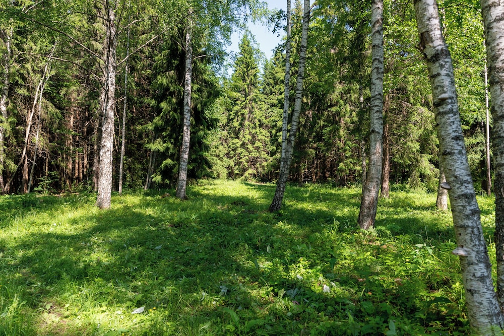 Bear Watching and Photography Hide