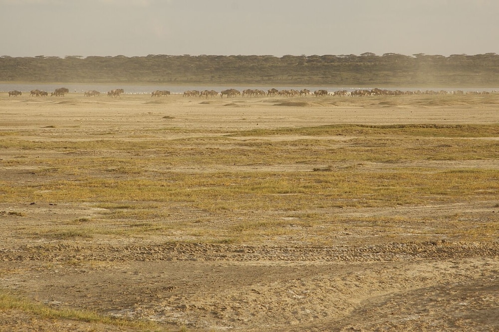 Gnu Ndutu Camp