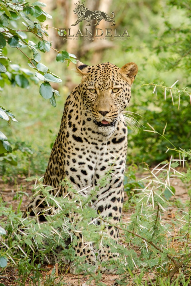 Elandela Private Game Reserve & Luxury Lodge