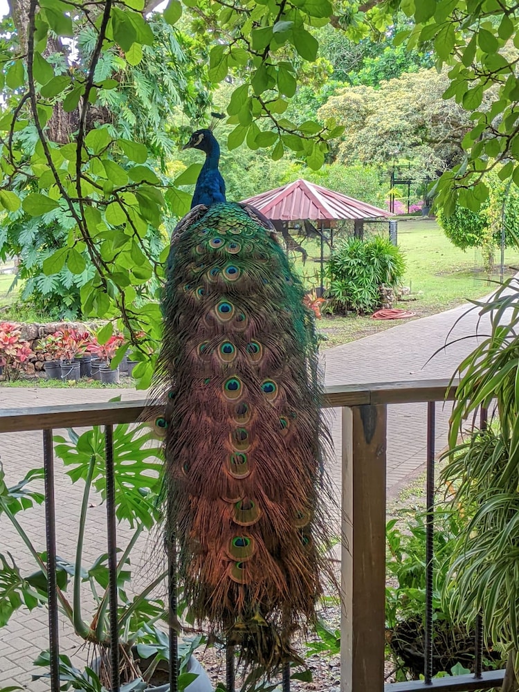 Quinta Pavo Real by Acomodo