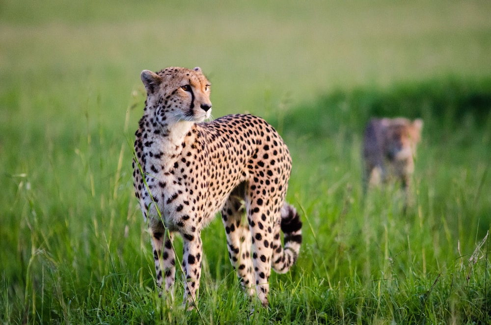 Maji Moto Maasai Cultural Camp
