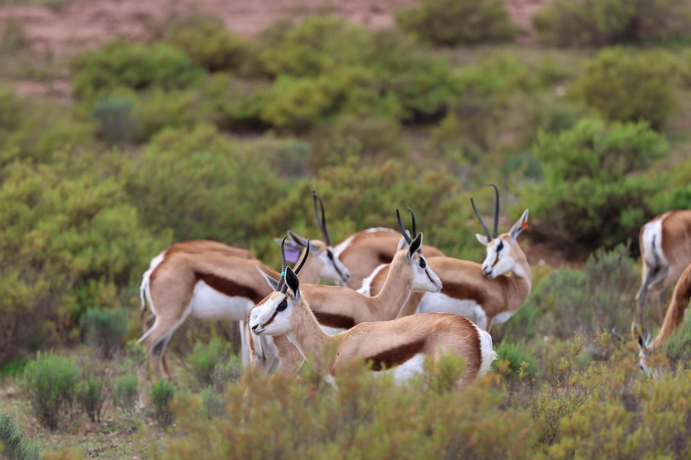 Goats Window Luxury Safari Lodge