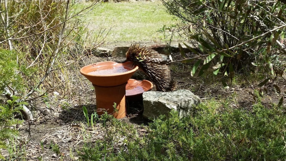 Wind Song Bed & Breakfast