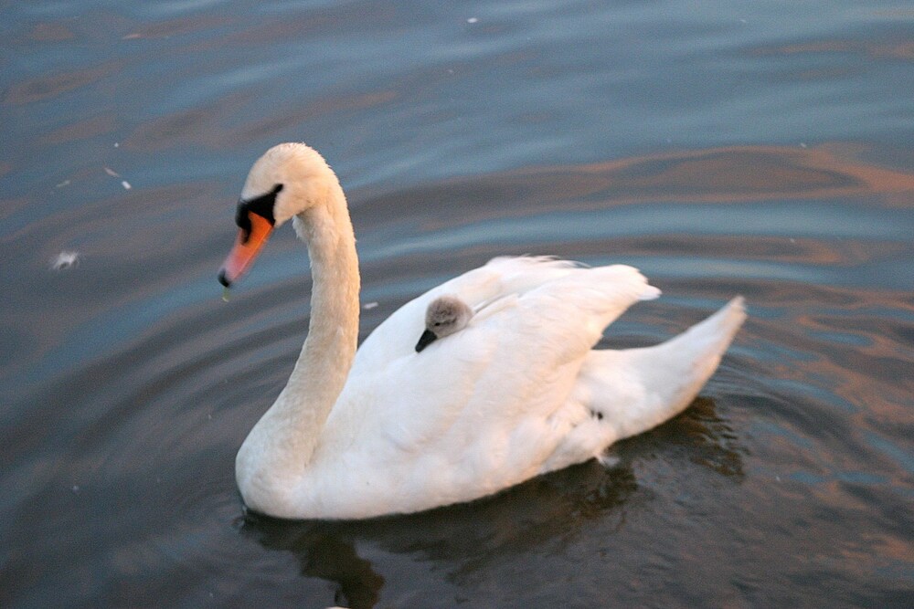 Photo 52