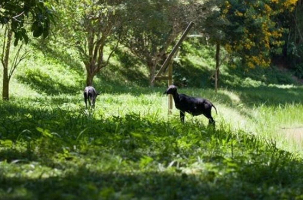 Angico Hotel Fazenda