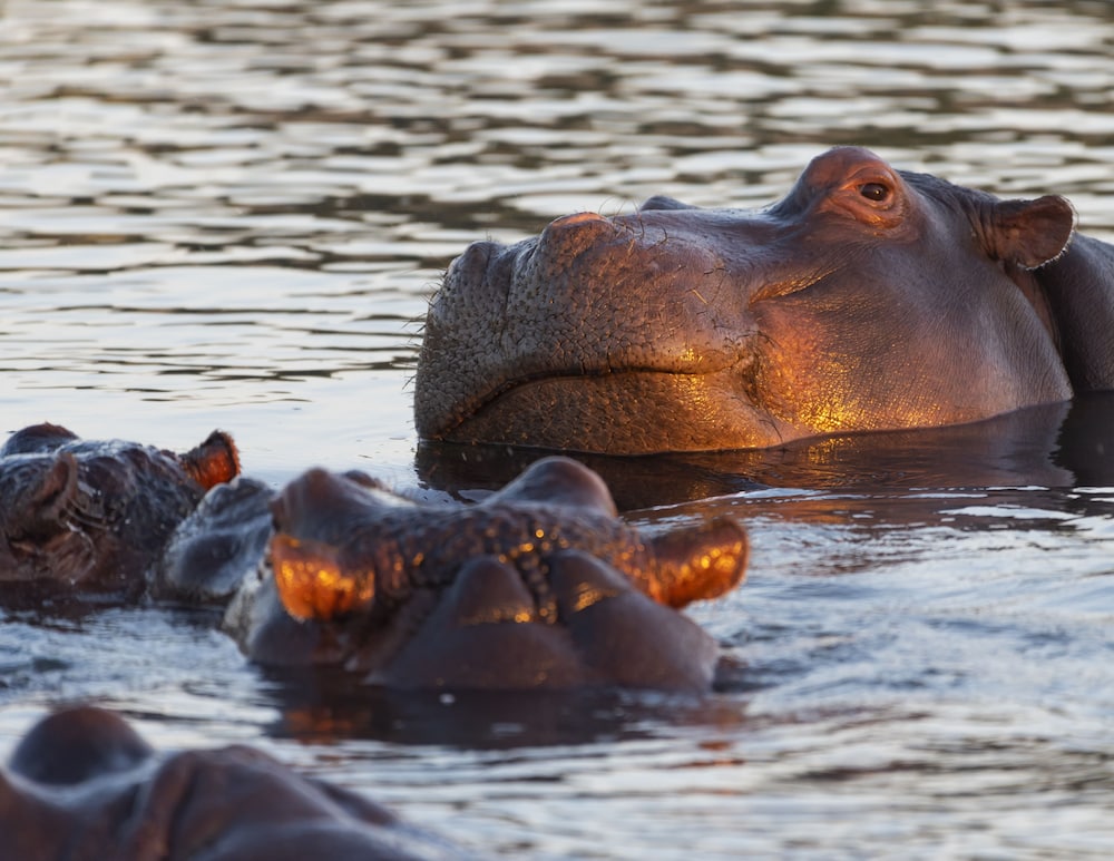 Inyati Game Lodge
