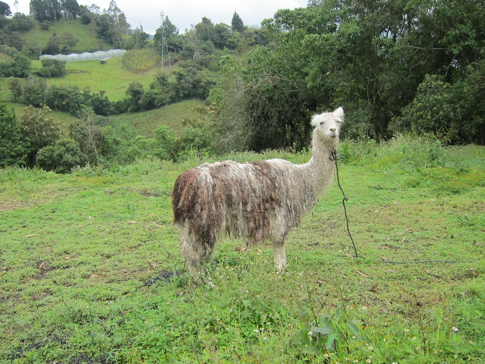Rutun Orquídeas