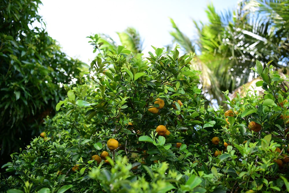 Saipan Stay Lounge