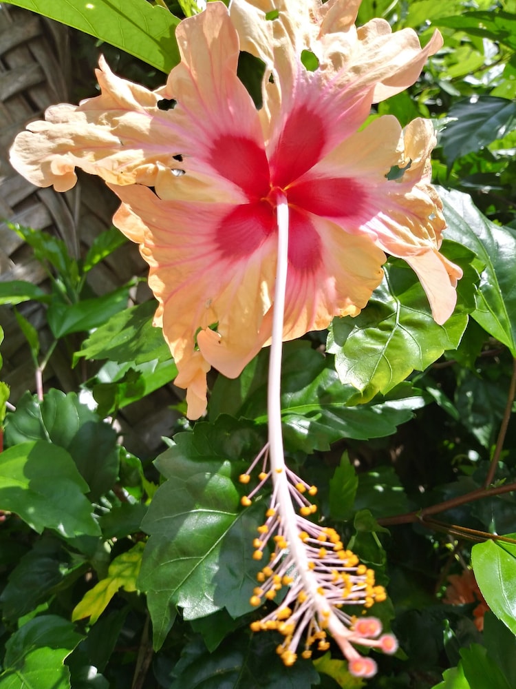 Kiwengwa Vacations - Marafiki Bungalows - Property Image 127