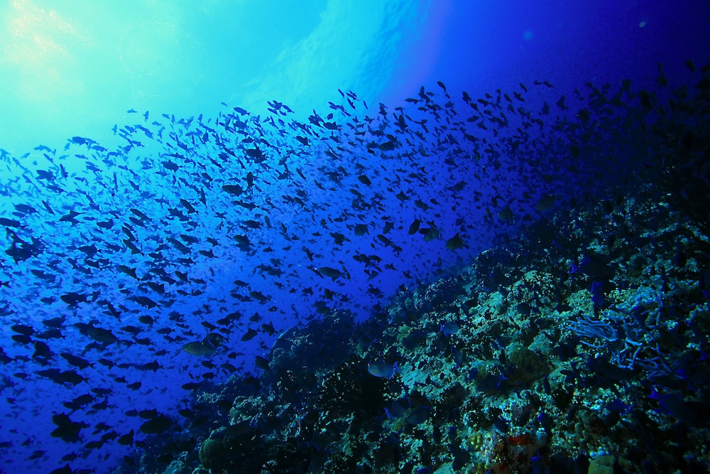 Jerrys Dive Lodge