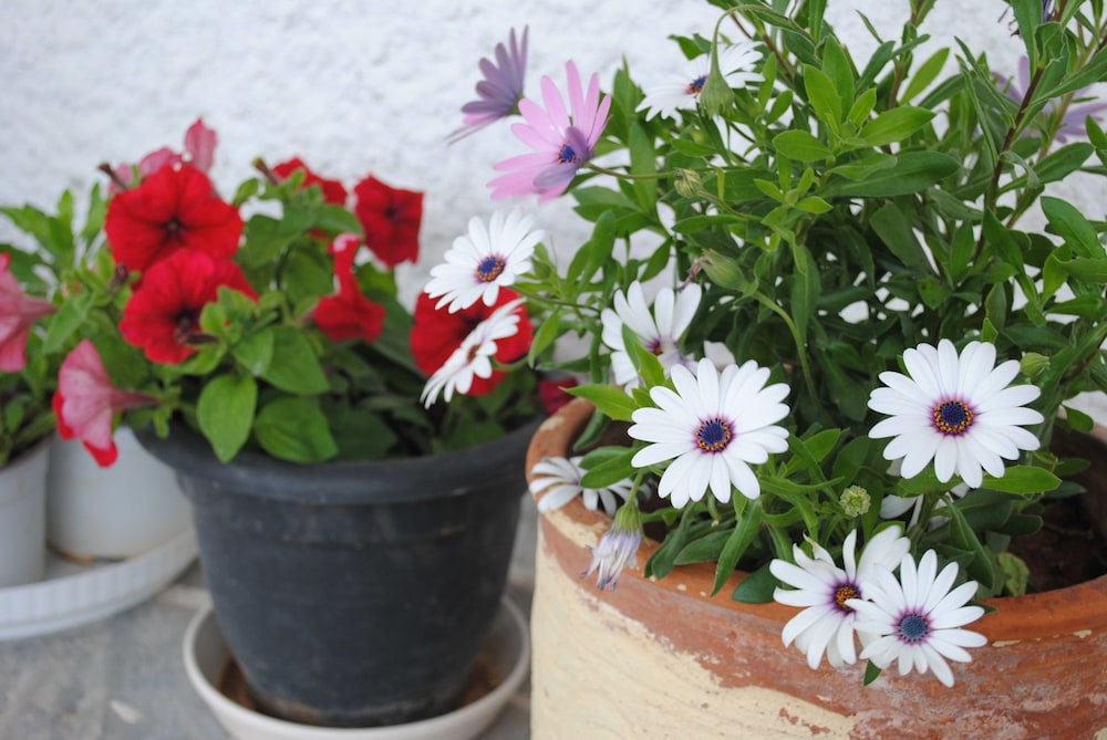 Andromachi Apartments photo 2