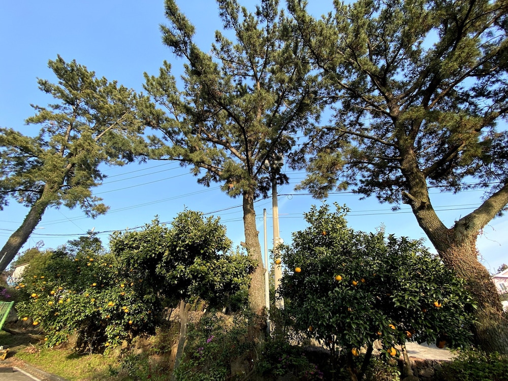 Memory In Jeju Pension