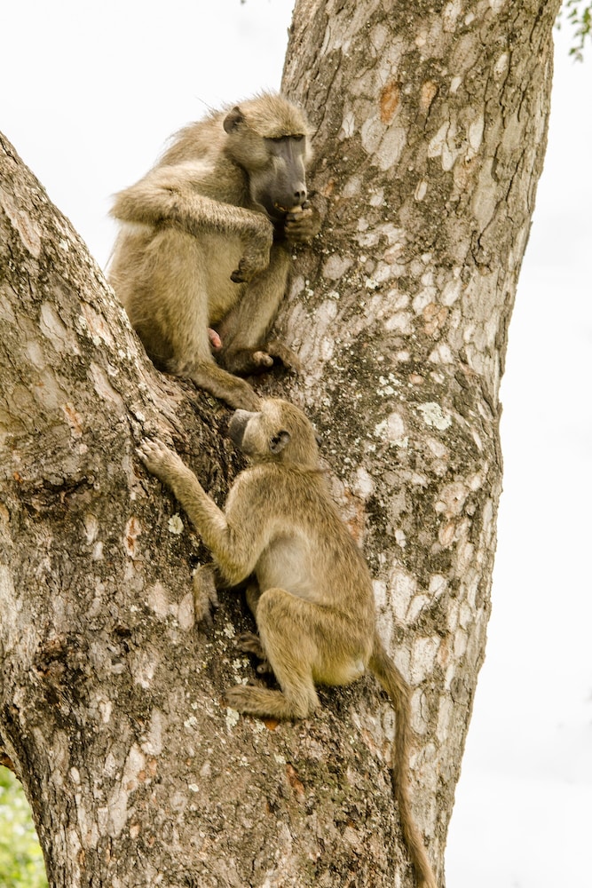 Elandela Private Game Reserve & Luxury Lodge