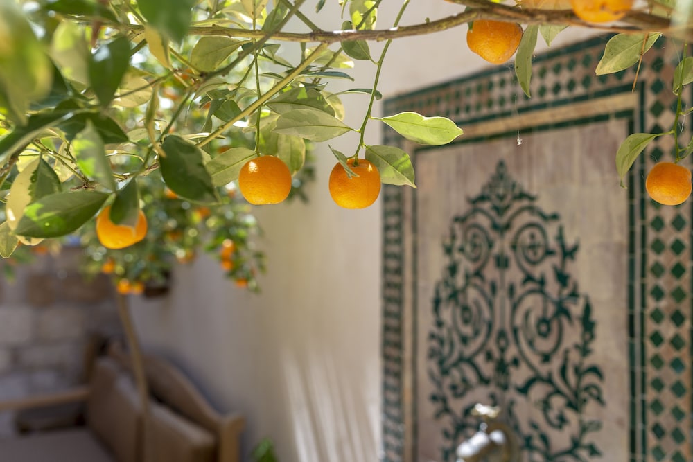 Arabesque Arts & Residency