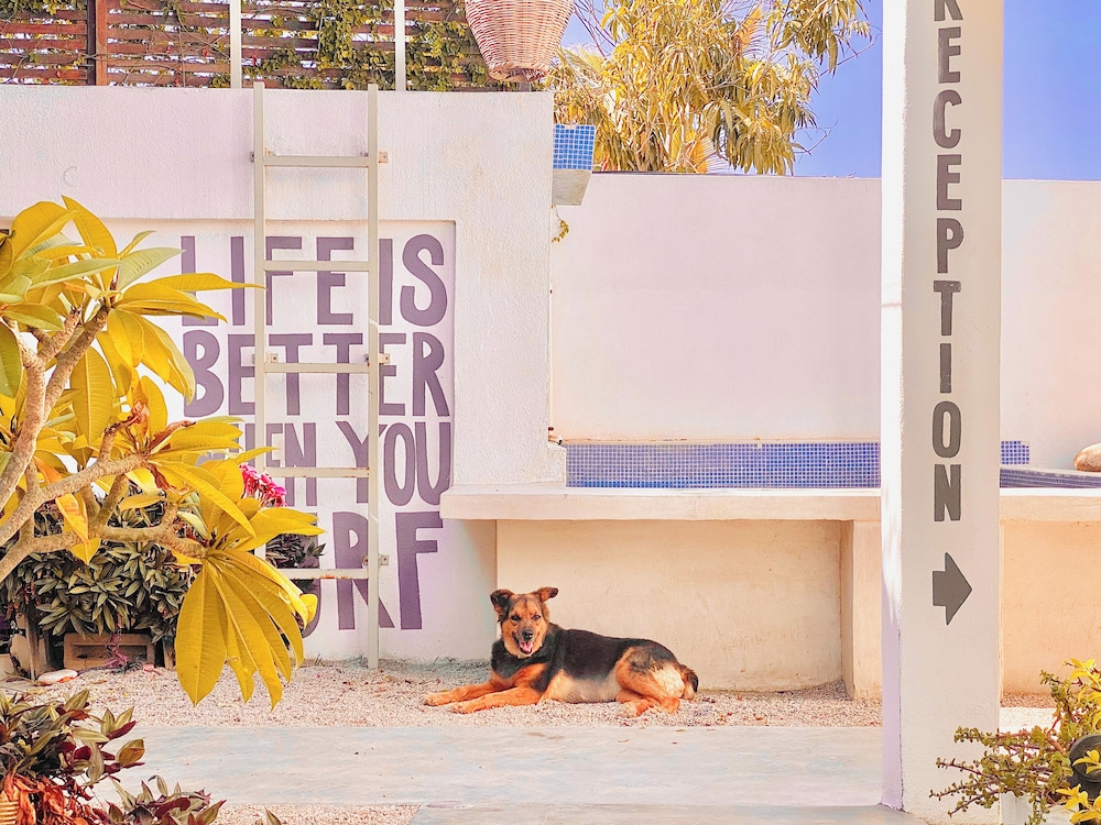 Perro Surfero Hotel Boutique - Todos Santos, BCS