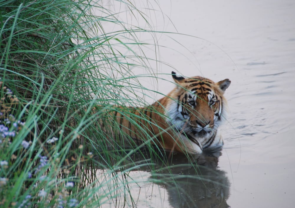 Tigertops Karnali Lodge
