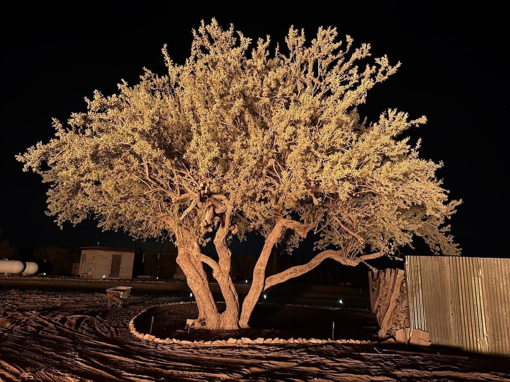 SaguaroGlamp
