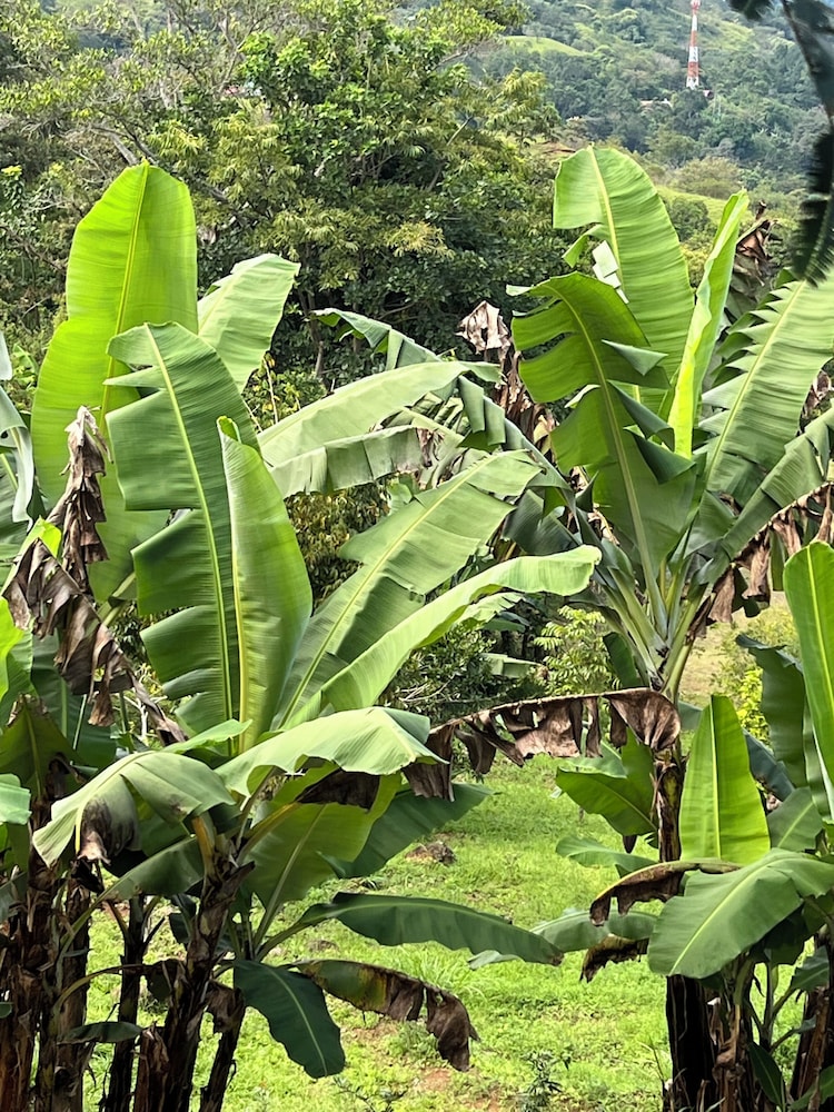 Badu Lodge
