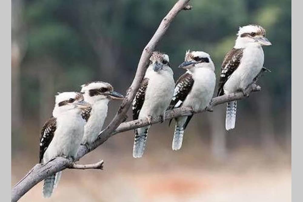 Kookaburra Retreat