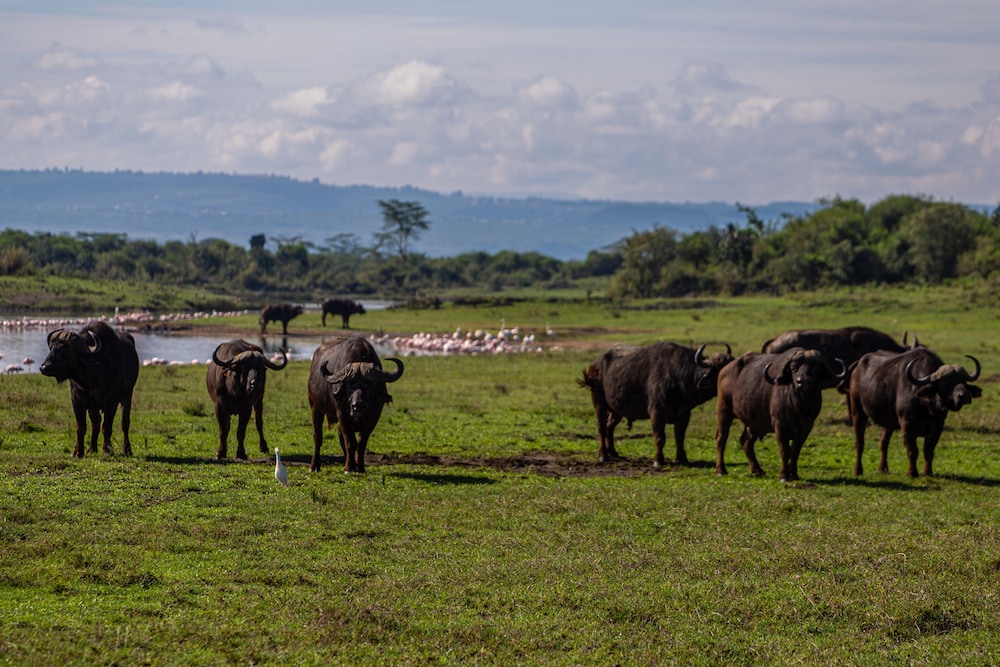 Mbweha Camp Lake Nakuru