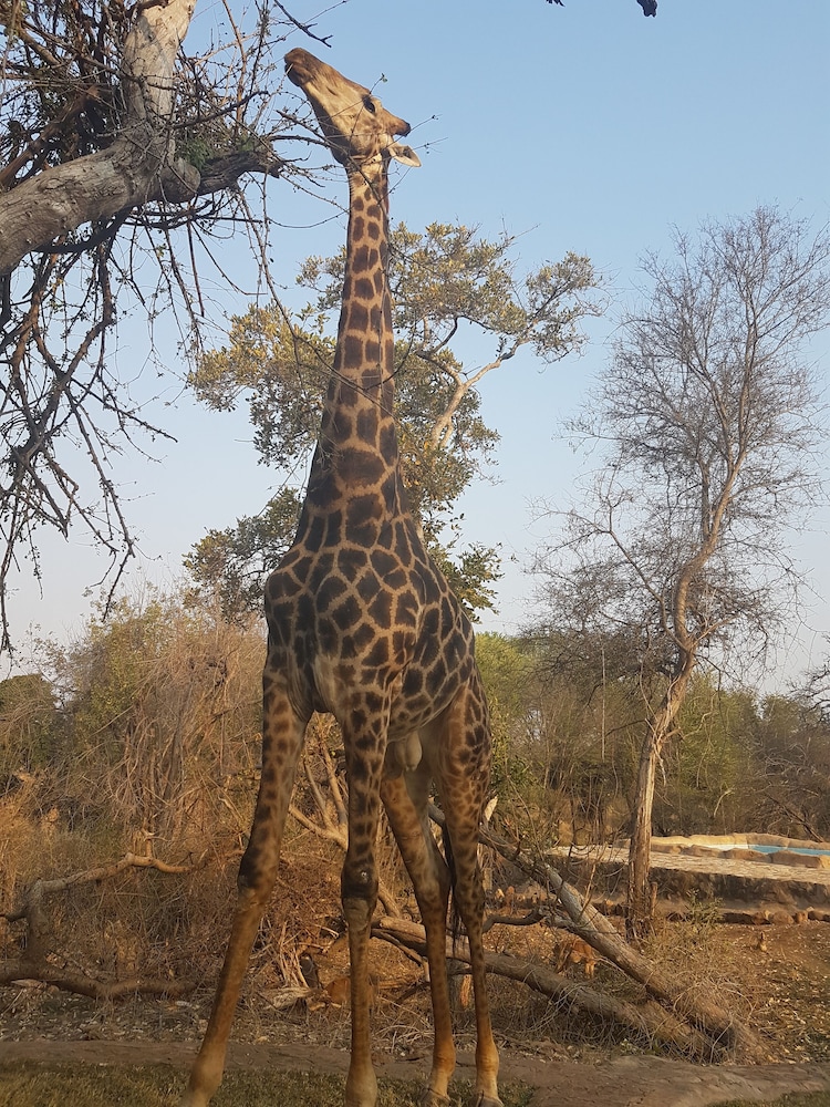 Baluleni Safari Lodge