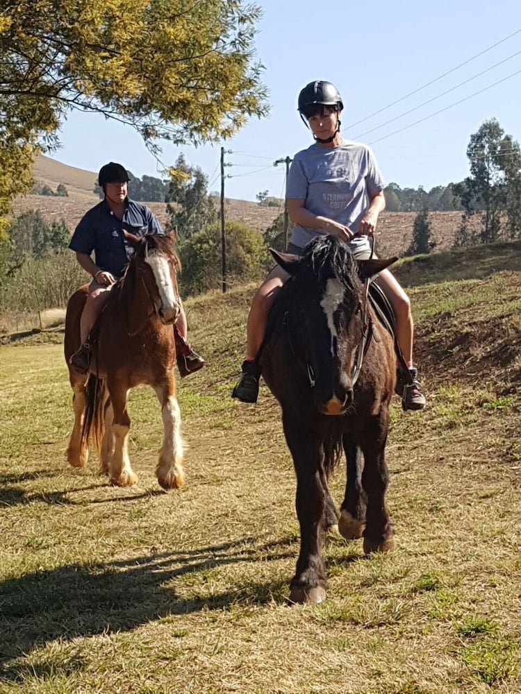 Clydesdale on Lions River