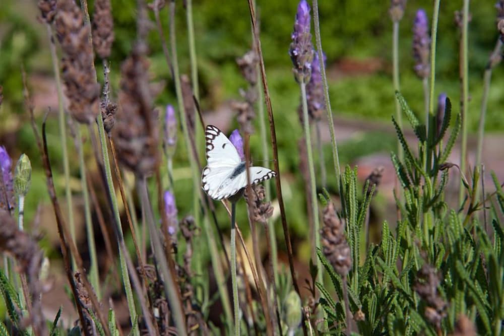 Photo 46
