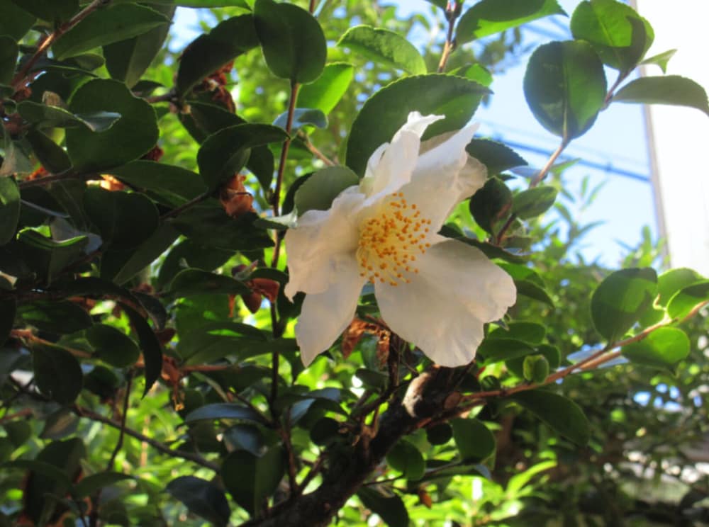 Photo 43