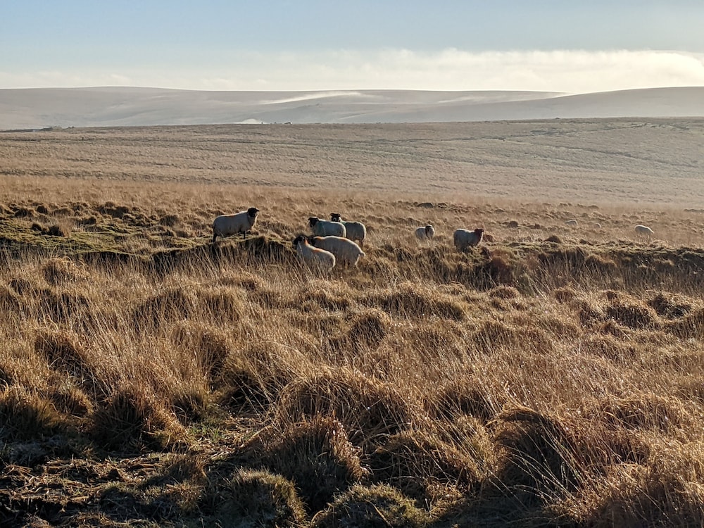 Yelverton Vacations - Railway Ramblers' Rest - Property Image 15