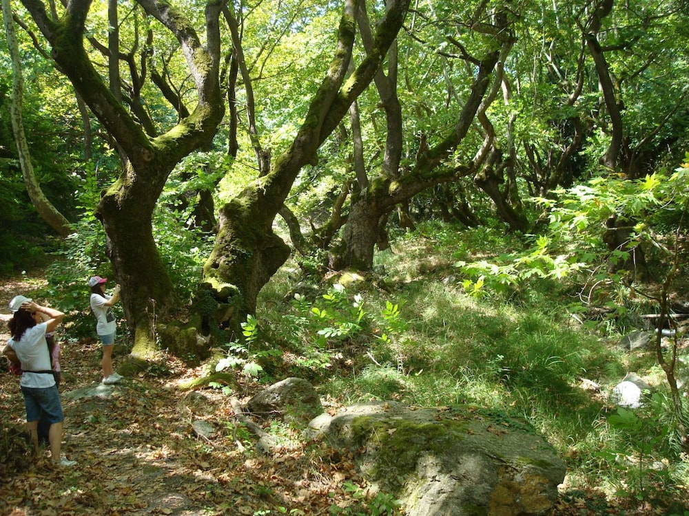 Amanitis Caesarea