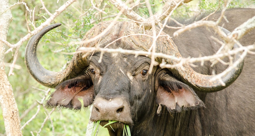 Elandela Private Game Reserve & Luxury Lodge