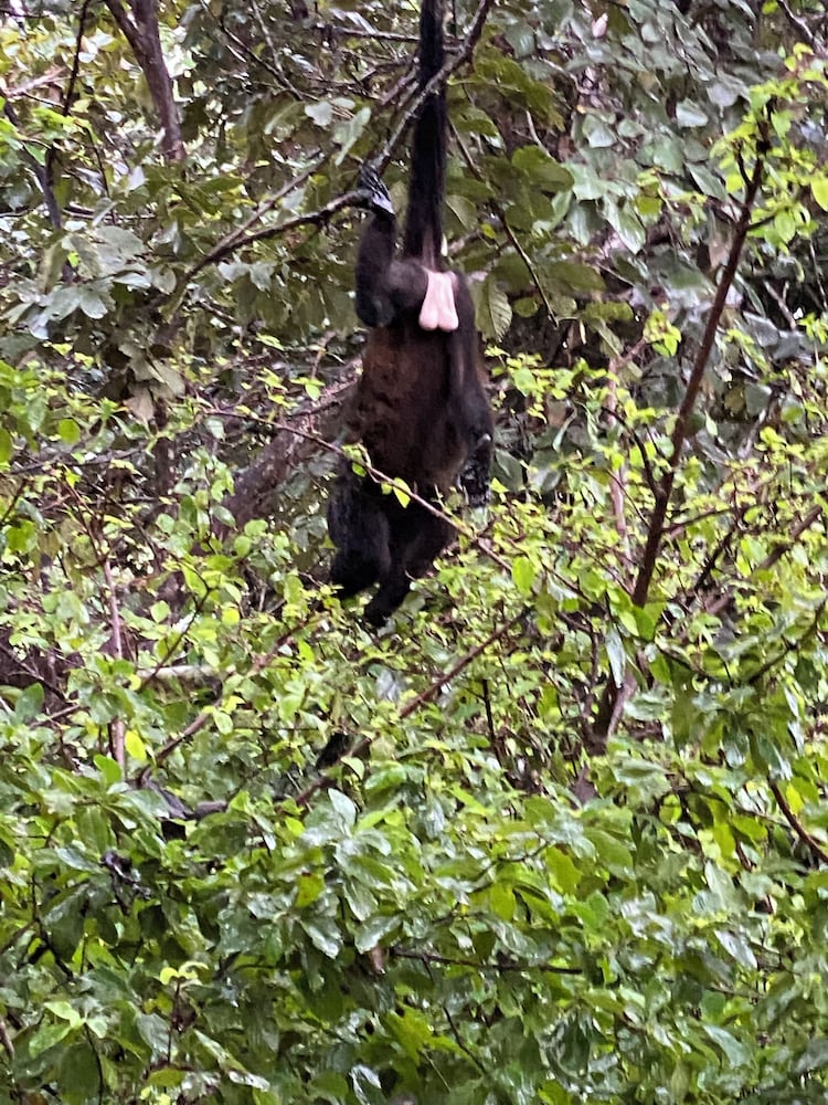 Finca Avellanas