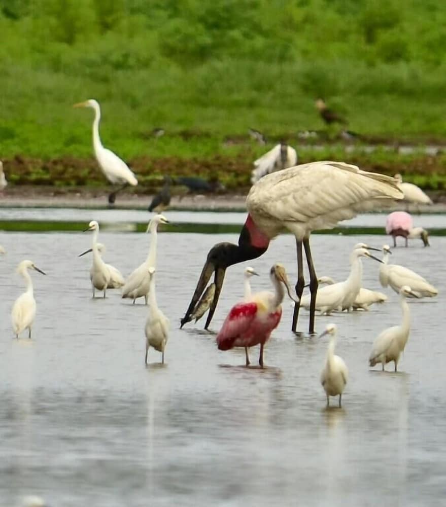 Caño Negro Wetlands Lodge