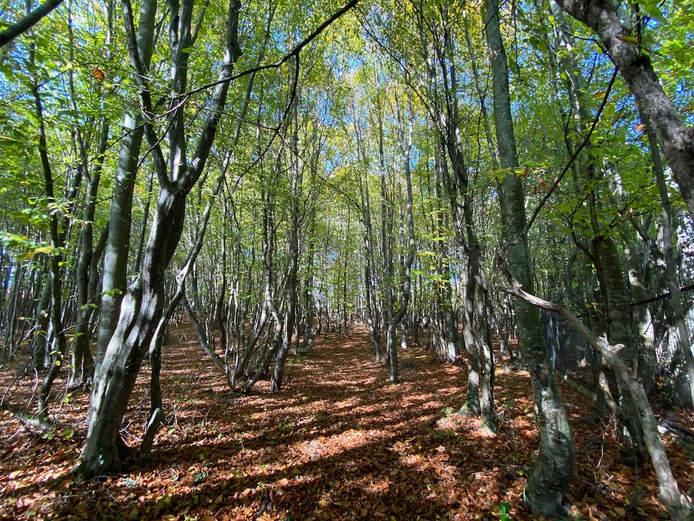 Bolu Yaban Yasam Chalets