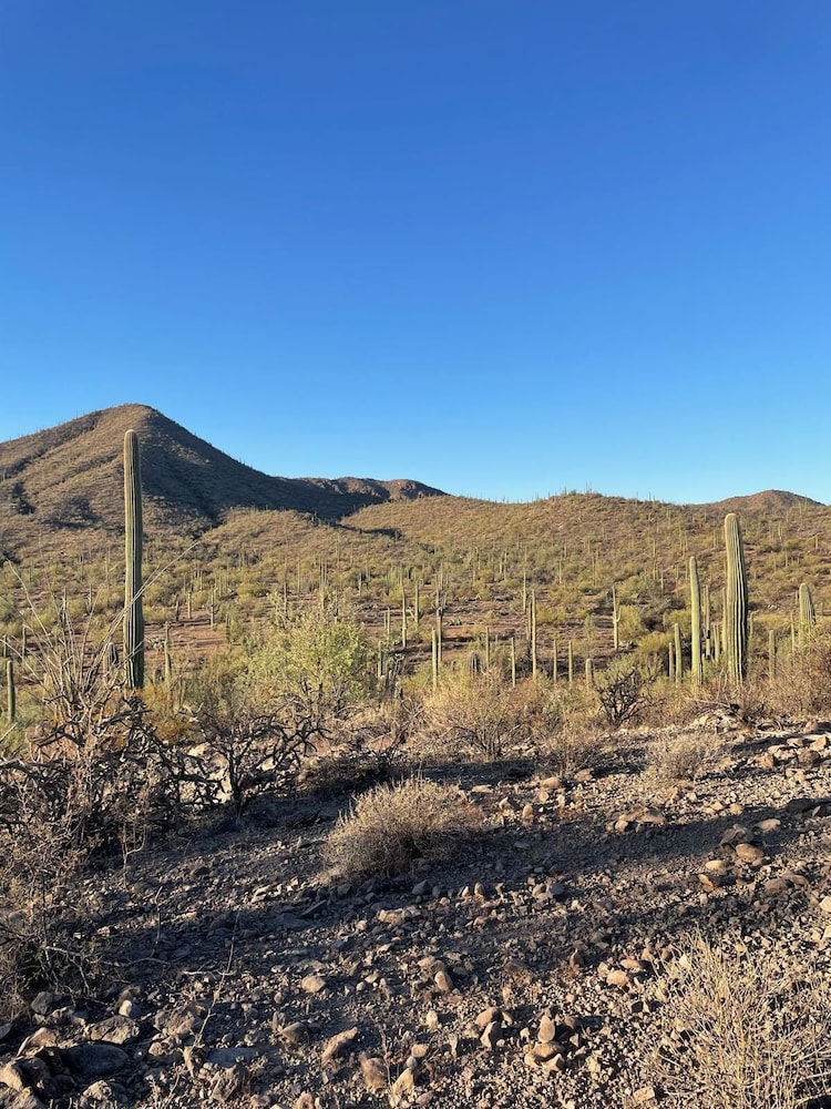 SaguaroGlamp