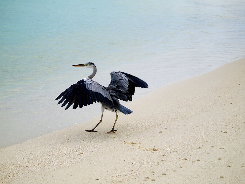 Annama Lodge And Dive